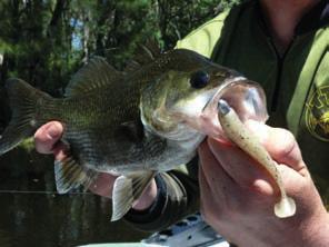 I also strongly believe that a bass will follow a lure down and
