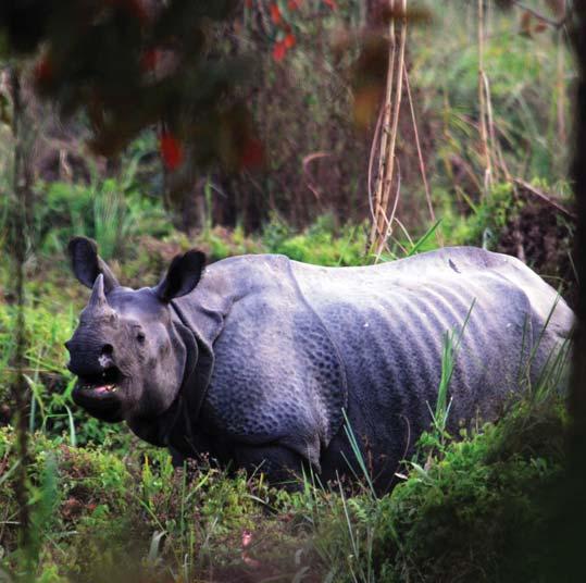 Page Pg 8 The Rhino Print Project Update: Rapid Action Initiatives to Strengthen Anti-Poaching Measures in and Around Rhino Bearing Areas in Assam The successful conservation and management of rhino
