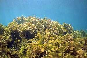 Eco-groups Fisheries Results: trophic role of Ecklonia (kelp) Rock lobster longlining Gillnetting Epifauna Small mobile herbivores Large herb.
