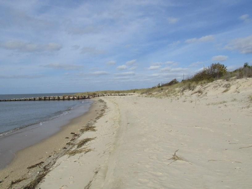 The beach was narrower than in survey #49, but wider than it was in May 2015.