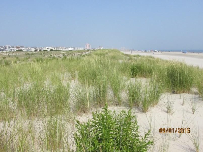 The dune continued to move slightly seaward and there were volumetric gains over the course of 2015. BOARDWALK Instrument Station BULKHEAD Figure 81. From fall 2014 to fall 2015, the site gained 14.