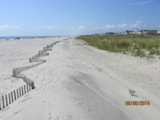 NJBPN 223-34 th Street, Ocean City The comparison photos to the south (left taken September 5, 2014 and right photo taken August 31, 2015) show minimal changes to the dune vegetation with respect to