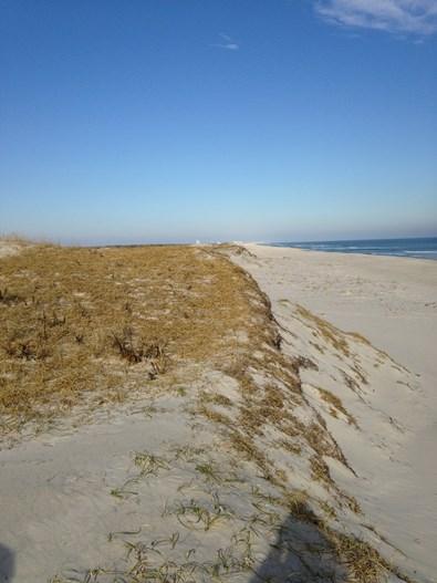 This site within Island Beach State Park continued an erosional trend throughout 2015. Volume losses were recorded across the profile (-25.9 yds 3 /ft.