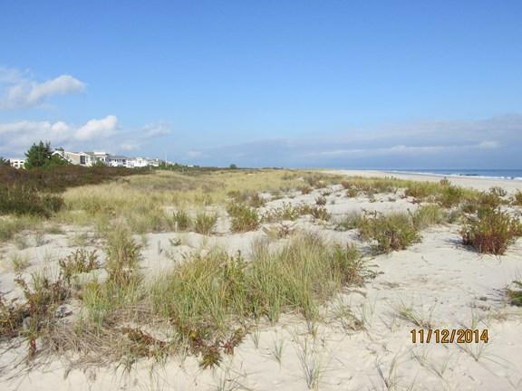 NJBPN 145 26 th Street, Barnegat Light The profile at 26 th Street consists of a wide, high dune system that is sparsely vegetated but stable (left photo taken November 12, 2014 and right photo