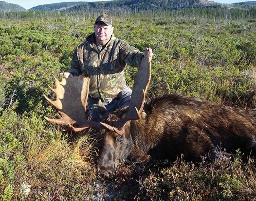 1:1 and 2:1 hunter to guide ratios ON THE HUNT Adventure Quest hunt moose management areas 8 and 11 in western Newfoundland with the healthiest moose population according to wildlife biologists Hunt