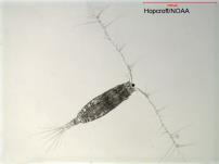 fish production Northern copepods