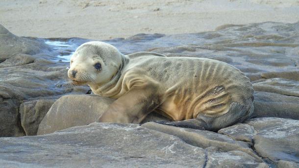 California sea lion pups Pup count for 2014 cohort was fairly normal But,