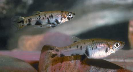 The Eastern Mosquitofish population in Bull Creek had since been replaced by the Onespot Livebearer (also known as Leopardfish or Speckled Mosquitofish) Phalloceros caudimaculatus (Figure 1).