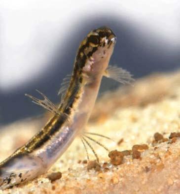 Lepidogalaxias salamandroides (Salamanderfish) Primary freshwater