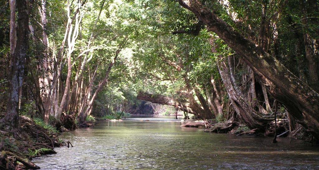 Tropical river diversity 8,000 km 2 supports >50% of Australia s freshwater fish 11 rainforest