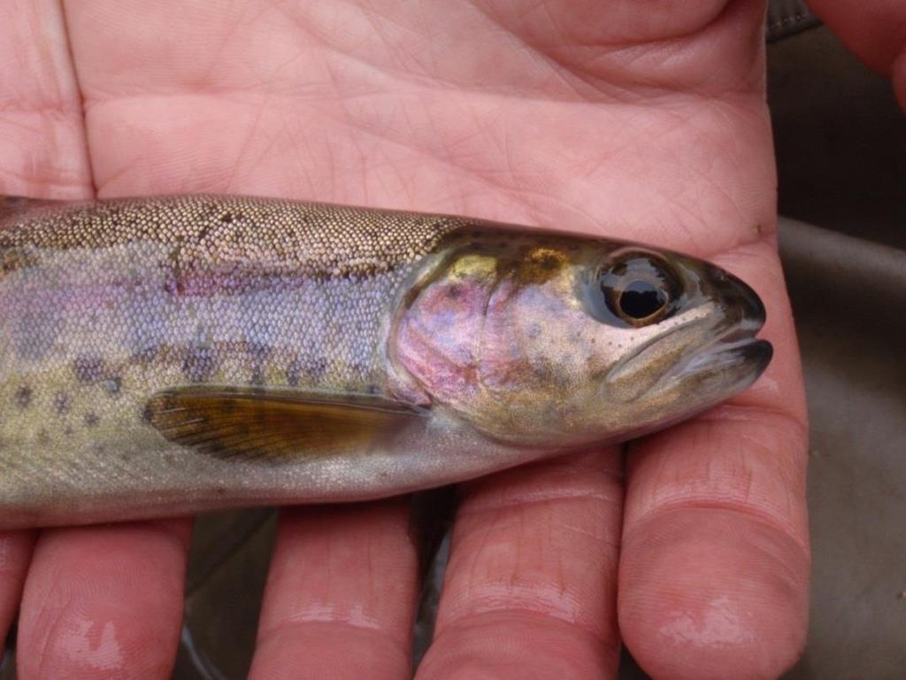 What we know: Limited passage at falls Steelhead alleles most represented Not many making it over Limited interaction between resident and steelhead O.