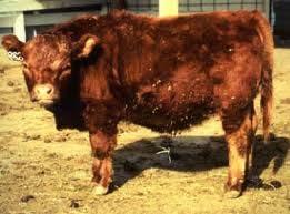 Dwarfism How to Identify it and why it needs to be kept out of your herd Bovine dwarfism can be caused by either the in utero environment (nutrition, hormone imbalances or toxicity) or genetics