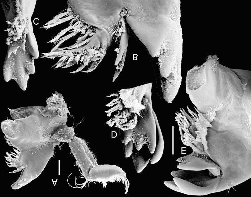 NEW ISOPODA FROM SW QUEENSLAND 755 FIG. 9. Ponderella ecomanufactia gen. et sp. nov., AM P66838. A-C, right mandible, dorsal view, with enlargement of distal tip, dorsal and medial views.