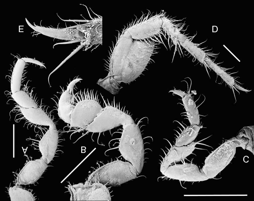 NEW ISOPODA FROM SW QUEENSLAND 757 FIG. 11. Ponderella ecomanufactia gen. et sp. nov. A-B, pereopods II and IV, left lateral view,, AM P64011. C, pereopod IV, right lateral view,, AM P64013.
