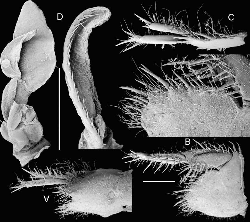 758 MEMOIRS OF THE QUEENSLAND MUSEUM FIG. 12. Ponderella ecomanufactia gen. et sp. nov., AM P64011. A-B, pleotelson, dorsal and lateral views; C, uropod, left ventral view.
