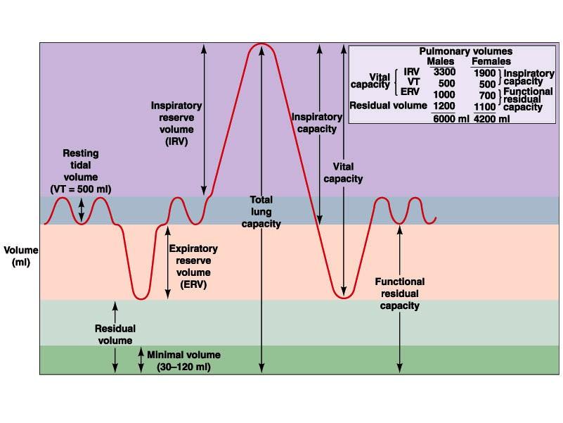 Respiratory Physiology Lung Volumes and Capacities. The volume of air that moves in or out of the lungs is called pulmonary ventilation.