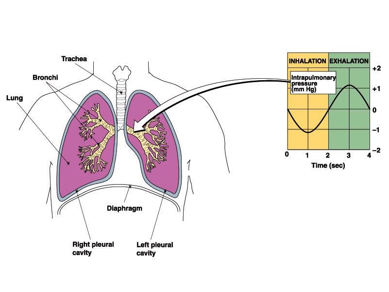 Transpulmonary Air Pressures The images below show what happens to air pressure in the lungs during inhalation and exhalation.