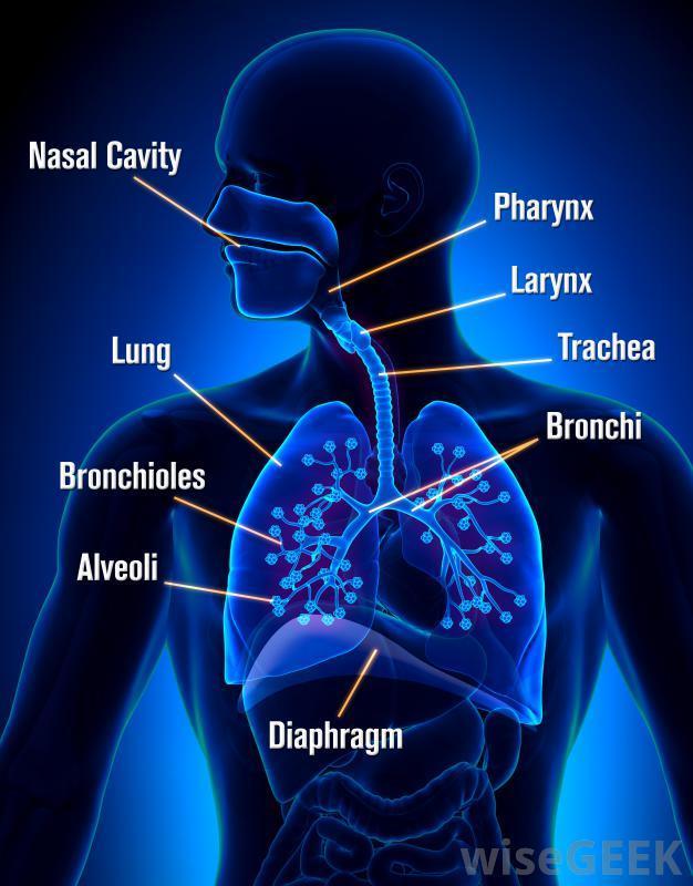 Breathing System