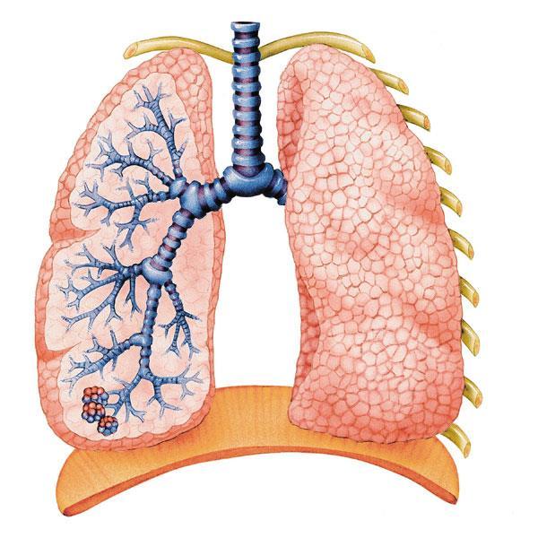 The parts of the breathing System The Lungs Left & Right Spongy expandable