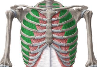 chest cavity (thorax) from abdomen The Rib