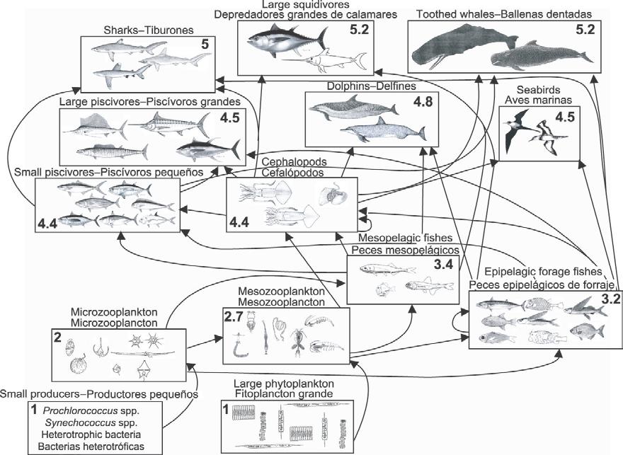 studied and with longer time series of data. FIGURE J-1. Simplified food-web diagram of the pelagic ecosystem in the tropical EPO.