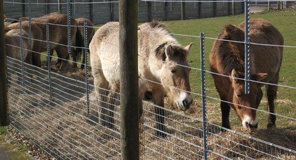 species is currently thought to be around 300,000 years old based on recently discovered material from Morocco). Captive Przewalski s horses.