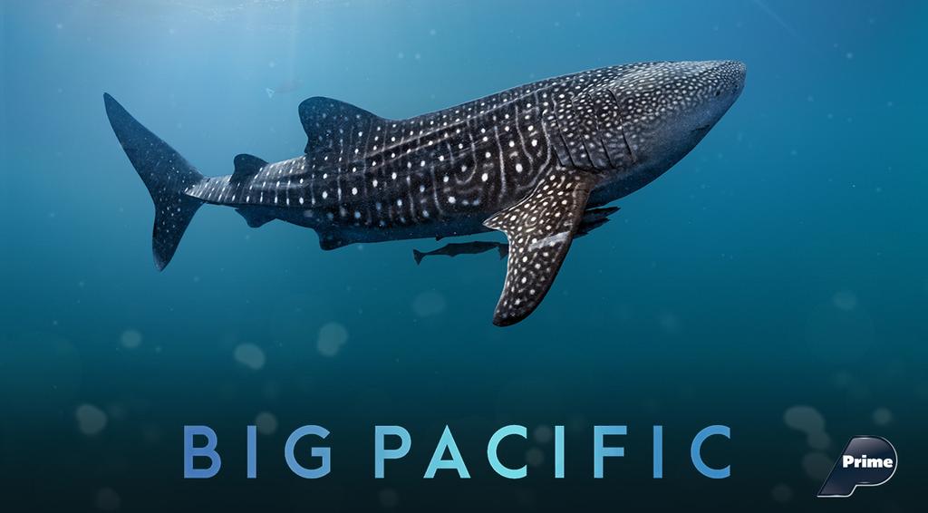 Big Pacific 2018