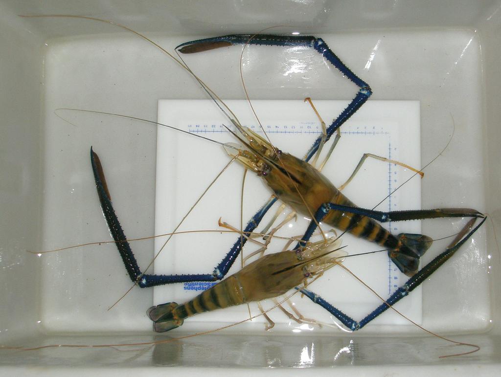 INTRODUCTION All farmed freshwater prawns belong to the genus Macrobrachium. The largest species in the genus is Macrobrachium rosenbergii (Fig. 1), hence the name giant freshwater prawn.
