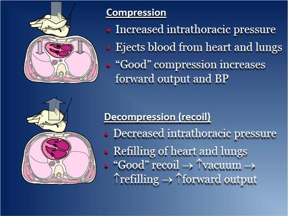 High Performance CPR: 10 components 1. EMTs own CPR 2. Minimize interruptions in CPR at all times 3. Ensure proper compression depth (>2 inches) 4. Ensure full chest recoil 5.