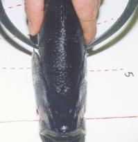 Third, notice that the gill-throat area has been drawn with a black dotted line (extending back to the gill-throat line).