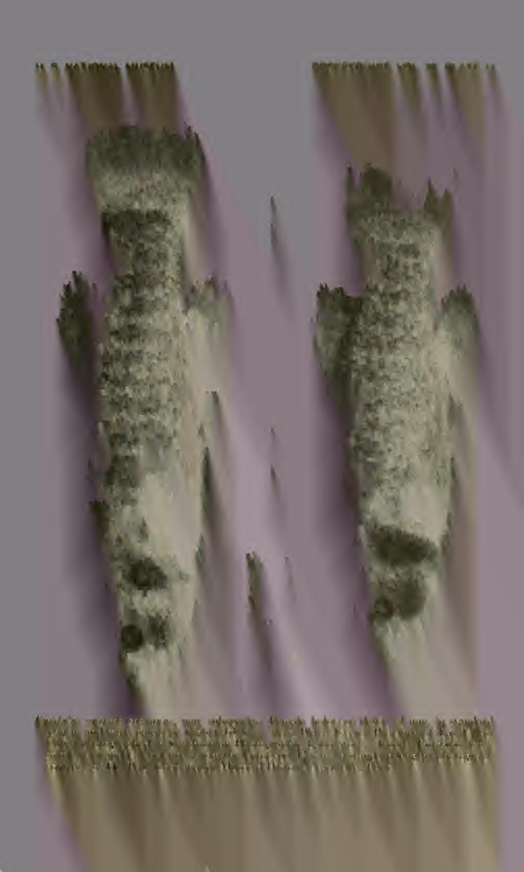 (left), 75 mm. in standard length, and male paratype (right), 65 mm.