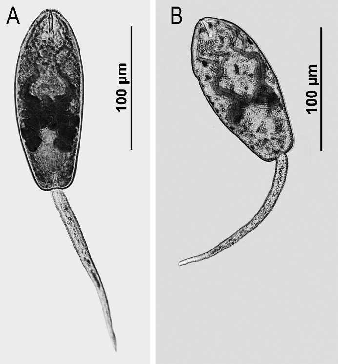 ALDA ET AL. MARITREMA ORENSENSE AND MARITREMA BONAERENSE 223 FIGURE 3. Neutral red stained cercaria of (A) Maritrema orensense and (B) Maritrema bonaerense shed from Heleobia australis.