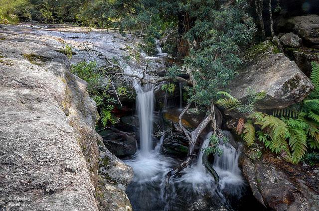 Bushwalking NSW Newsletter Edition 10 August 2014 Blue Mountains National Park: thanks to Kaushalya from SUBW for use of your great photos!. ATTENTION ALL CLUBS AFFECTED BY THE BMCC LICENSING PROPOSAL!