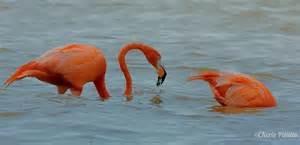 Facts about Flamingos The flamingo's body is well-suited for finding