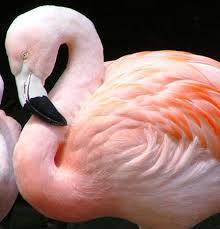 Felicity Arengo Come look at Flamingos with