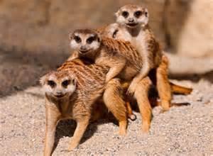 The meerkats play on the warm sand.