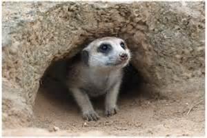 The meerkats go in their den. It s in the sand.