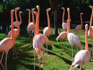 Facts about Flamingos