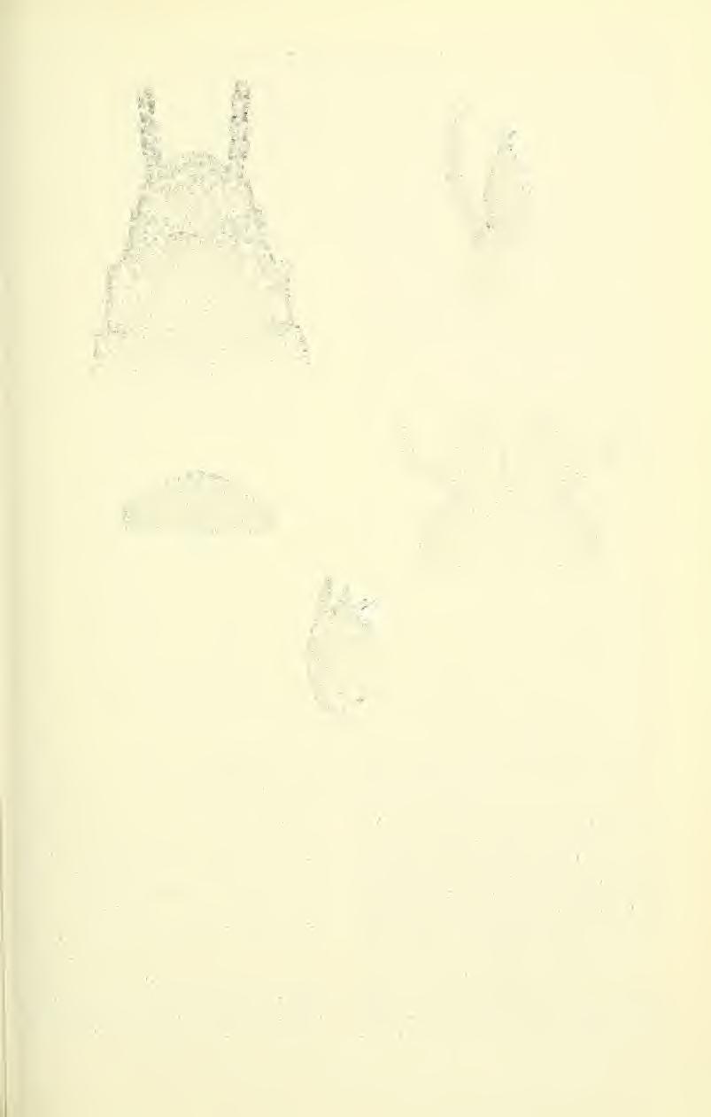June 1976 SZCZYTKO. STEWART: NEARCTIC STONEFLIES 219 Figs. 29-33. Isoperla mohri: 29, adult female terminalia. ventral aspect; 30. maxilla of nymph; 31, labrum of nymph; 32.