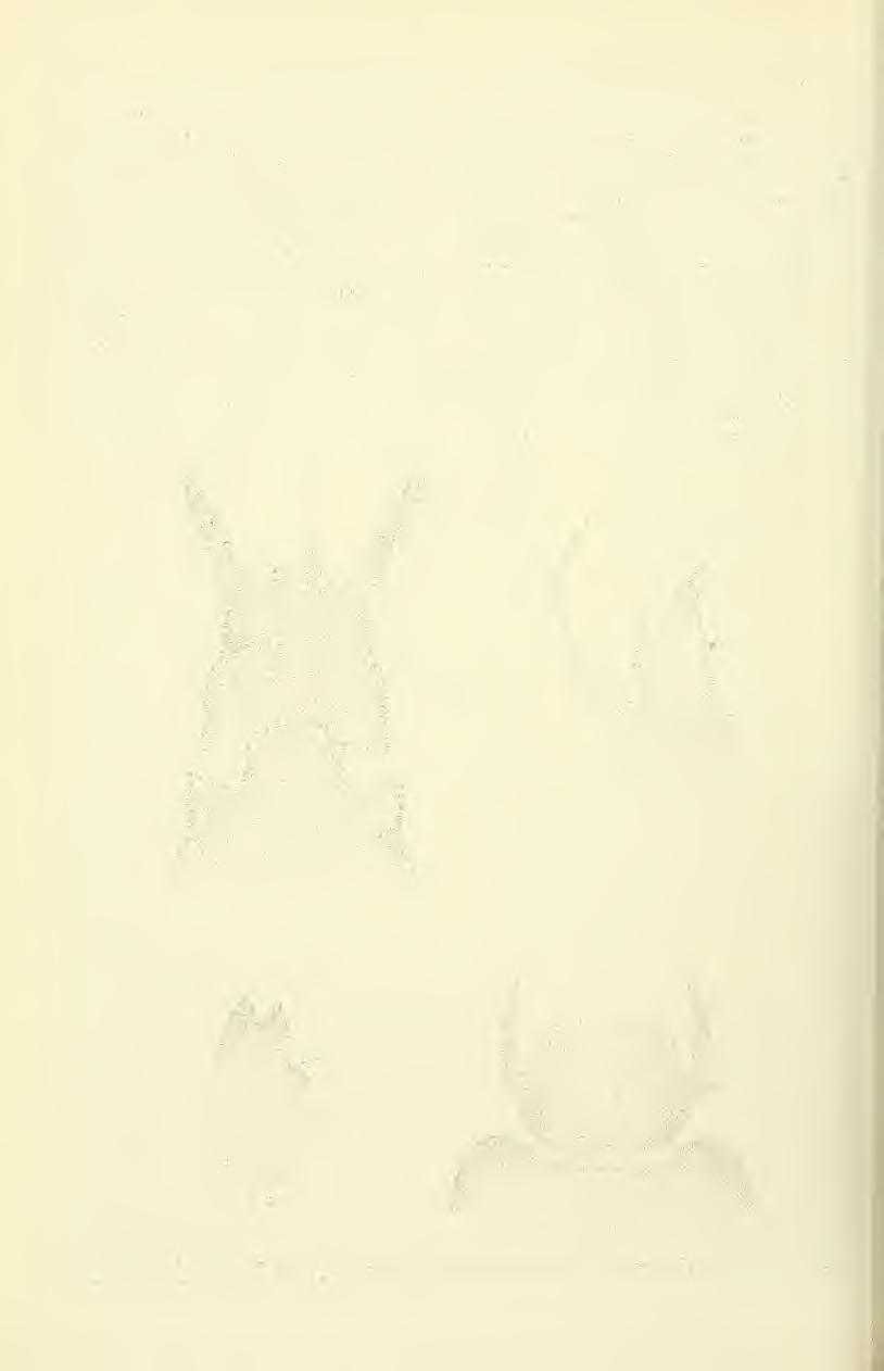 214 GREAT BASIN NATURALIST Vol. 36, No. 2 versity Museum, the Illinois Natural History Survey Museum, and in the personal collections of R. W. Baumann and S. W. Szczytko. Distribution.