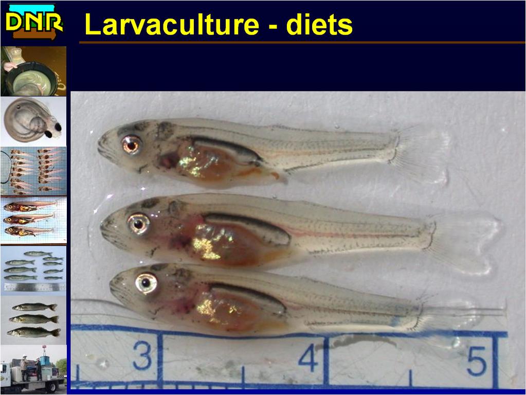 Larvaculture - diets 21 day old larva