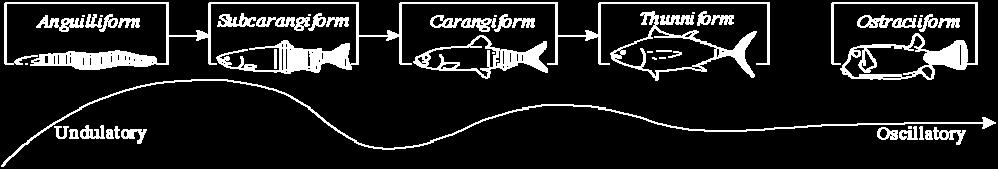 subcarangiform, carangiform, thunniform, and ostrciiform (see Figure 3.1). In most freshwater species, the swimming modes are anguilliform, subcarangiform, and carangiform.
