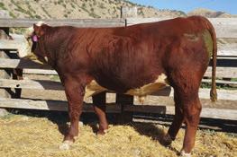 HEREFORD BULLS 30E RB TIME 30E Lot 30E RB Time 30E P43806178 Calved: March 13, 2017 Tattoo: BE 30 RST TIMES A WASTIN 0124 {CHB}{DLF,HYF,IEF} CRR ABOUT TIME 743 {SOD}{DLF,HYF,IEF} CRR 0124 TIME 552ET