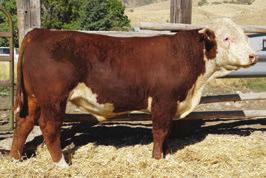 HEREFORD BULLS 47E RB TIME 47E 43806193 Calved: March 28, 2017 Tattoo: BE 47 RST TIMES A WASTIN 0124 {CHB}{DLF,HYF,IEF} CRR ABOUT TIME 743 {SOD}{DLF,HYF,IEF} CRR 0124 TIME 552ET {DLF,HYF,IEF} RST MS