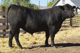 ANGUS BULLS 39A RB CONFIDENT 39 BULL 18823070 Calved: 3/21/2017 Tattoo: 39 Connealy Confidence 0100 {CAF-DDF-OHF-OSF} Connealy Tobin {AMF-DDF-NHF-OHF} RB Confident 5 Becka Gala of Conanga 8281