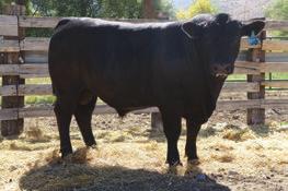 18142172 RB Miss 236 Wright Way Slugger 150 {AMF-CAF} RB Miss 809 1.4 65 115 27 Lot 39A RB Confident 39 This calf weaned off at 700 lbs. from a first-calf heifer.