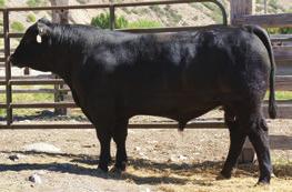 ANGUS BULLS 46A RB CONFIDENT 46 BULL 18823063 Calved: 4/1/2017 Tattoo: 46 Connealy Confidence 0100 {CAF-DDF-OHF-OSF} Connealy Tobin {AMF-DDF-NHF-OHF} RB Confident 5 Becka Gala of Conanga 8281
