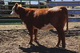 HEREFORD BRED HEIFERS 714 RB MISS EX 714E 43805875 Calved: March 4, 2017 Tattoo: BE 714 H EXCEL 8051 ET {DLF,HYF,IEF} GO EXCEL L18 {SOD}{DLF,HYF,IEF} PENNELLS PUGH EXXON 1306 {DLF,HYF,IEF} H LADY