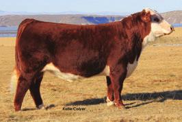 HEREFORD REFERENCE SIRES Ref. Sire A NJW 78P88X Steakhouse 187Z ET Ref.