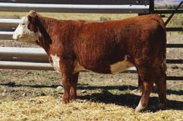 HEREFORD BRED HEIFERS 729 RB MISS EX 729E P43805872 Calved: March 9, 2017 Tattoo: BE 729 H EXCEL 8051 ET {DLF,HYF,IEF} GO EXCEL L18 {SOD}{DLF,HYF,IEF} PENNELLS PUGH EXXON 1306 {DLF,HYF,IEF} H LADY